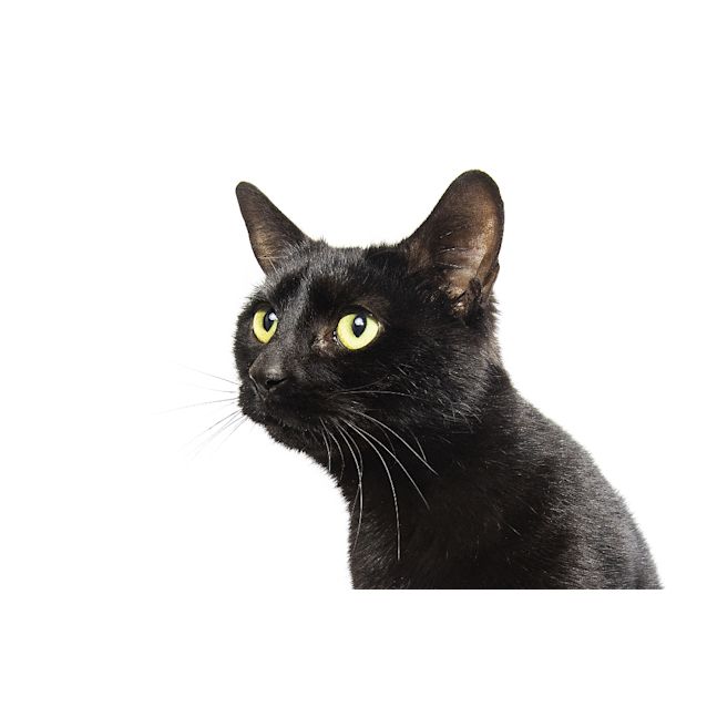Photo of Duchess