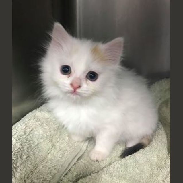 Photo of Marshmallow