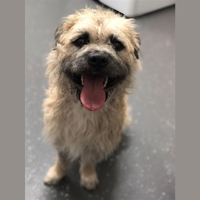 Photo of Scrappy