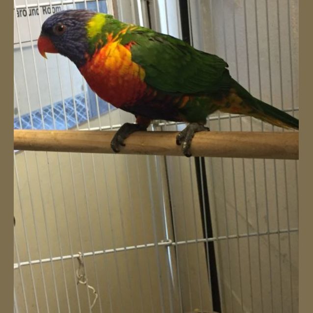 Photo of Elmo
