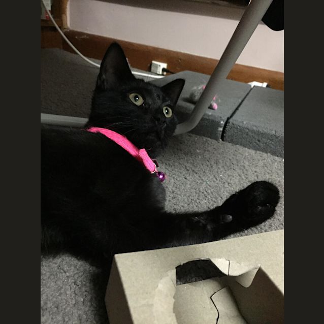 Photo of Jellybean