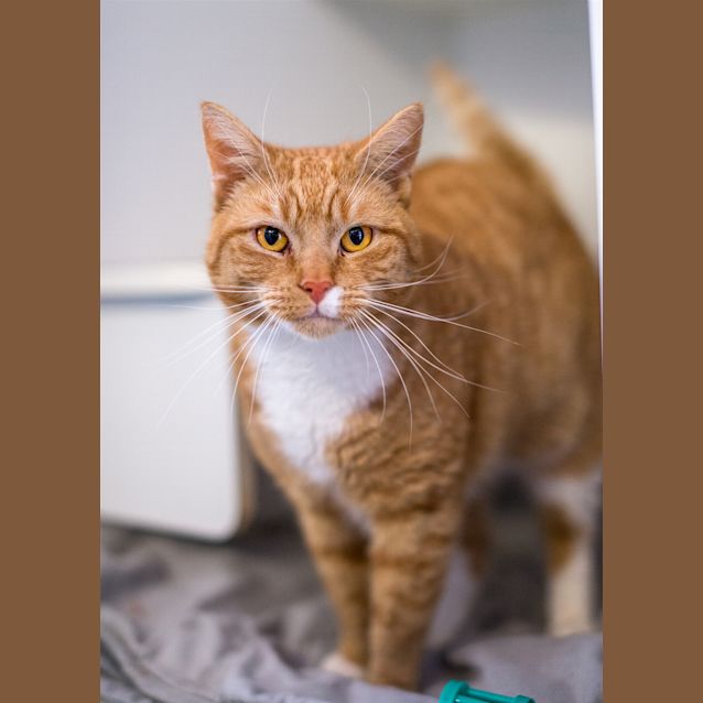 Photo of Felix