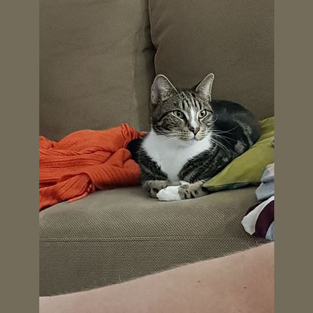 Photo of Simba