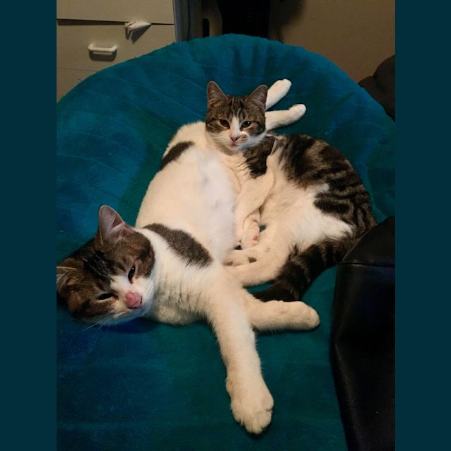 Photo of Harley