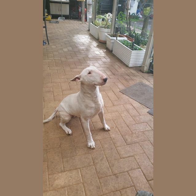 Photo of Lulu  Foster Carer Needed