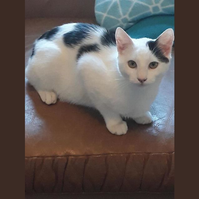 Photo of Milo