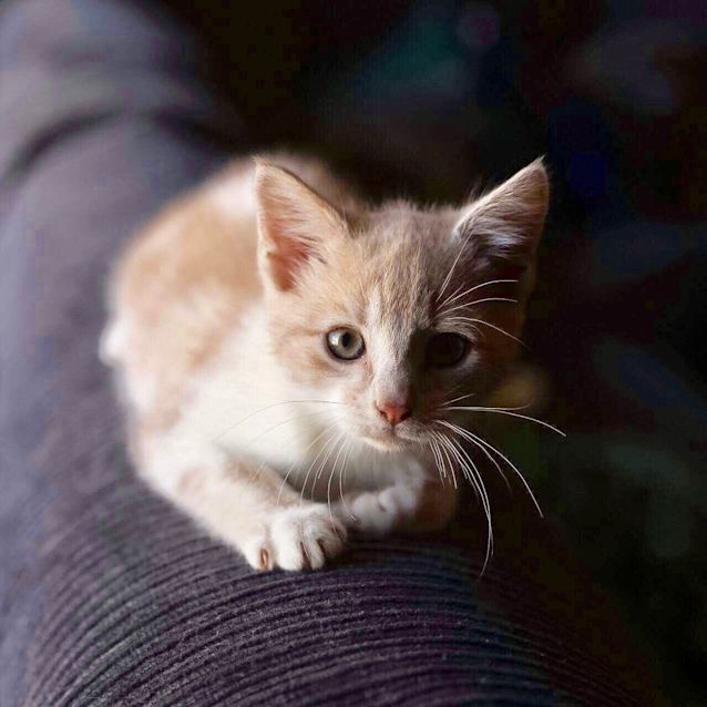 Photo of Atticus The Snuggler 