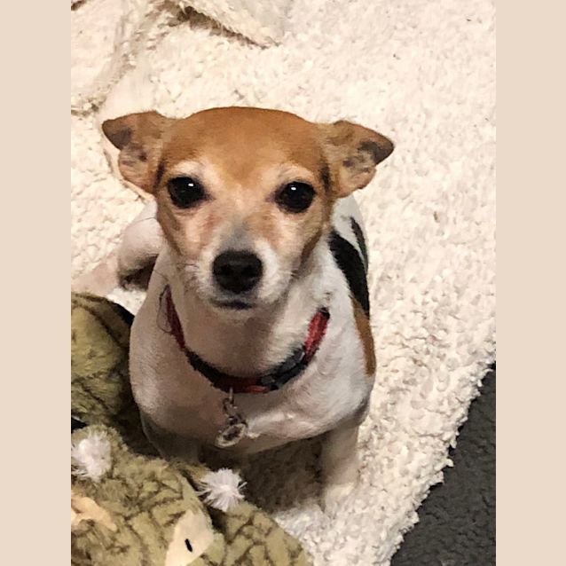 Photo of Glitzy