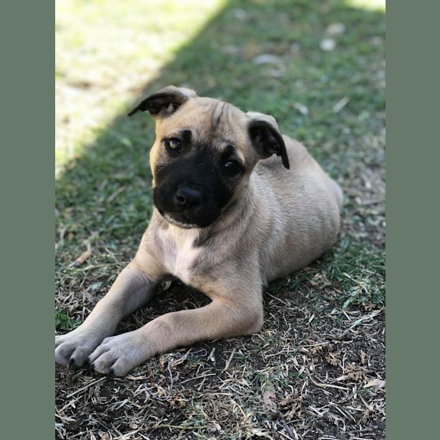 Photo of Mak (Attending Big Adopt Out)