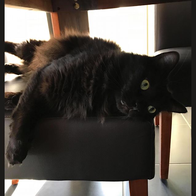 Photo of Loki