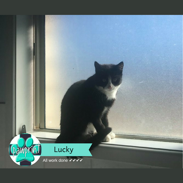 Photo of Lucky