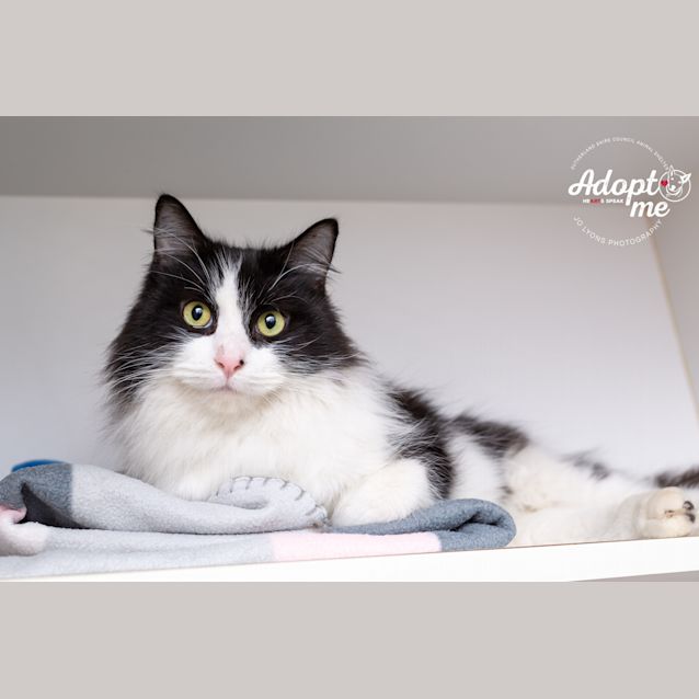 Photo of Sir Smoochyface Von Fluffypants