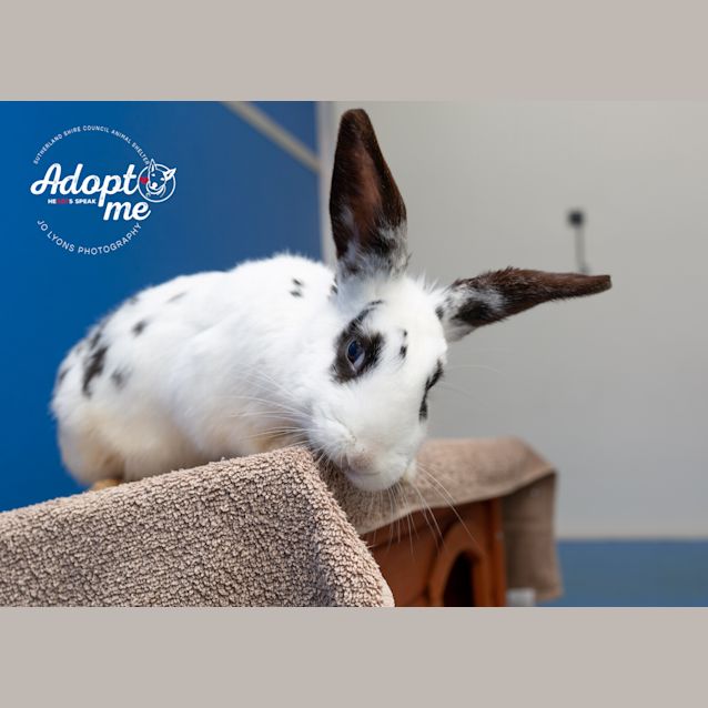 Photo of Cauliflower