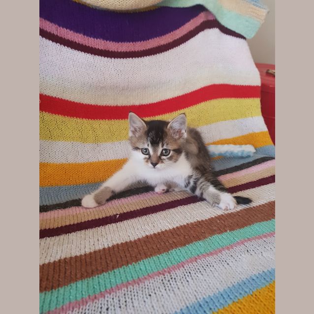 Photo of Maple