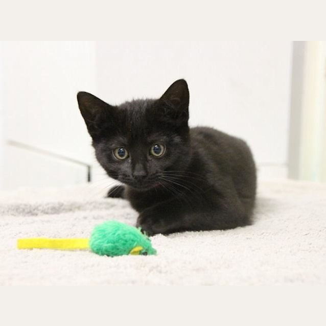 Photo of Stardust (3142)