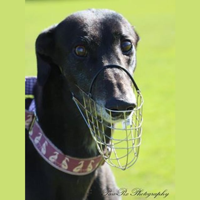 Photo of **On Trial** Charlie 