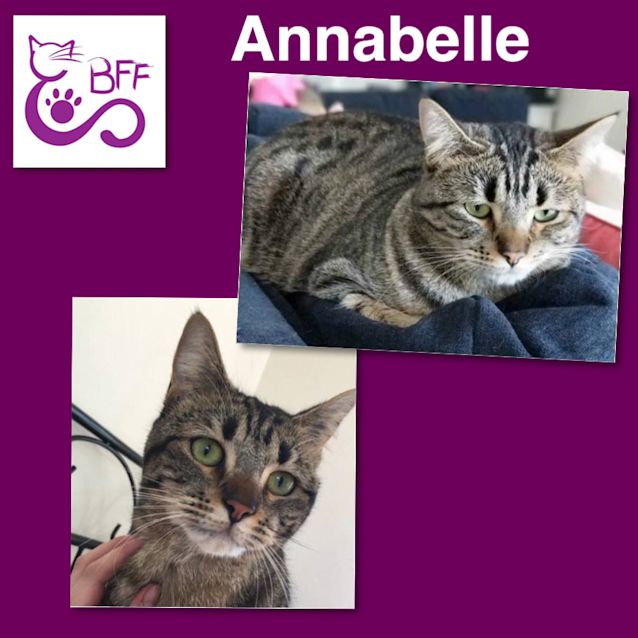 Photo of Annabelle