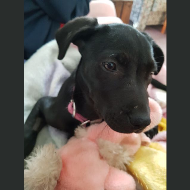 Photo of Peony