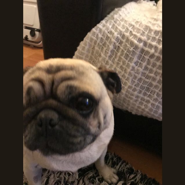 Photo of Phoenix