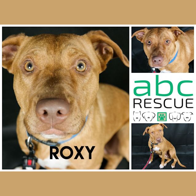 Photo of Roxy (Attending The Big Adopt Out)