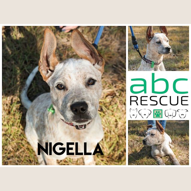 Photo of Nigella Lawson (Attending Big Adopt Out)