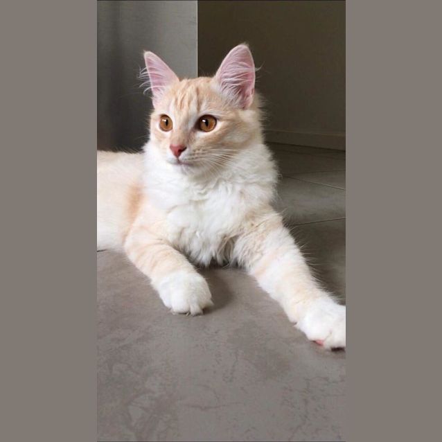 Photo of Albert 