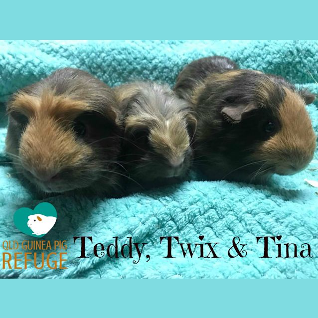 Photo of Teddy, Twix And Tina