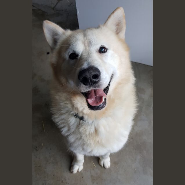 Photo of Odin