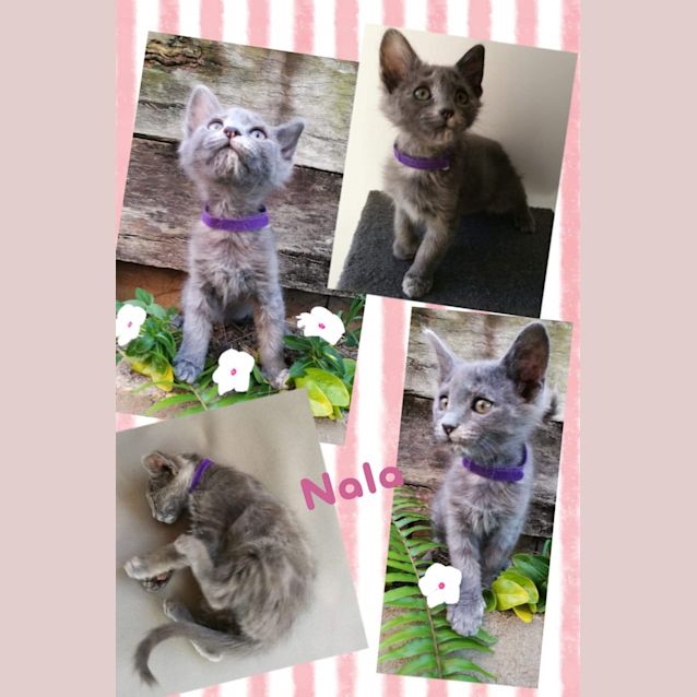 Photo of Nala