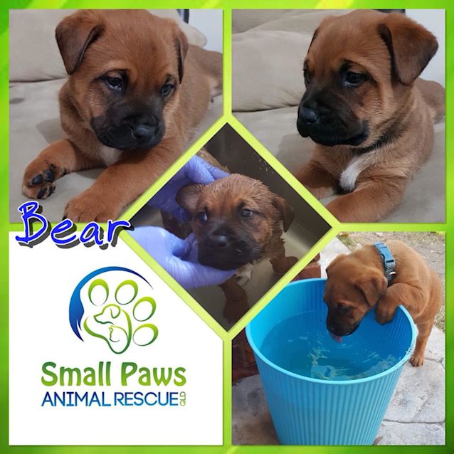 Photo of Bear