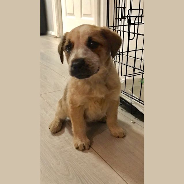 Photo of Daisy ** A Divine Puppy **