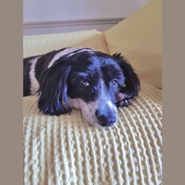 Photo of Pebbles D3953