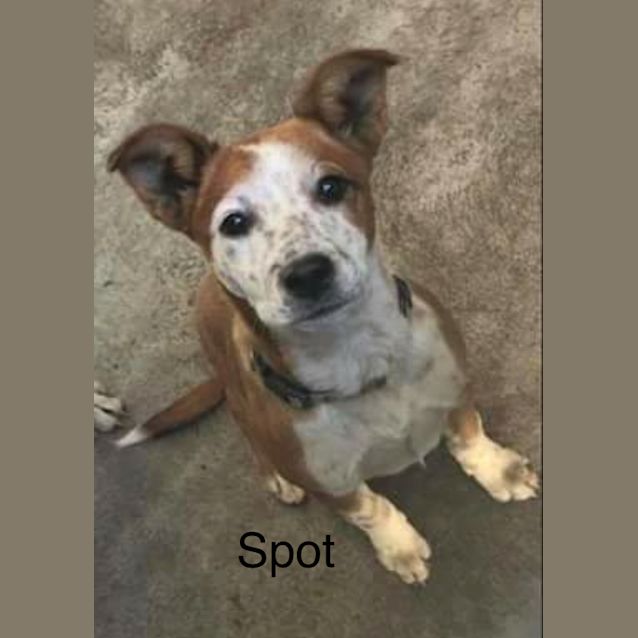 Photo of Spot