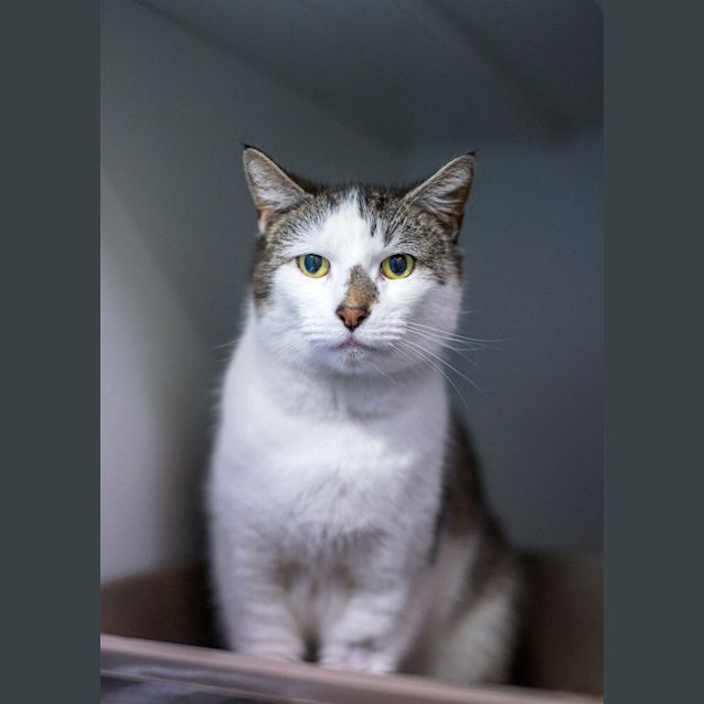 Photo of Gizmo