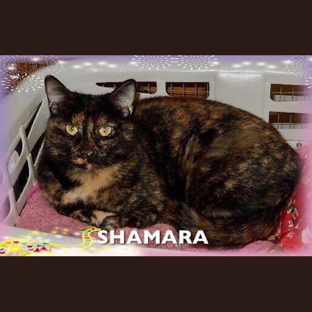 Photo of Shamara