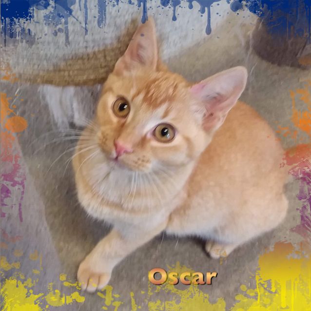 Photo of Oscar