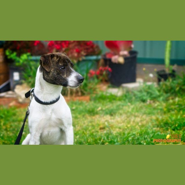 Photo of Foxy ** Just Needs A Chance **