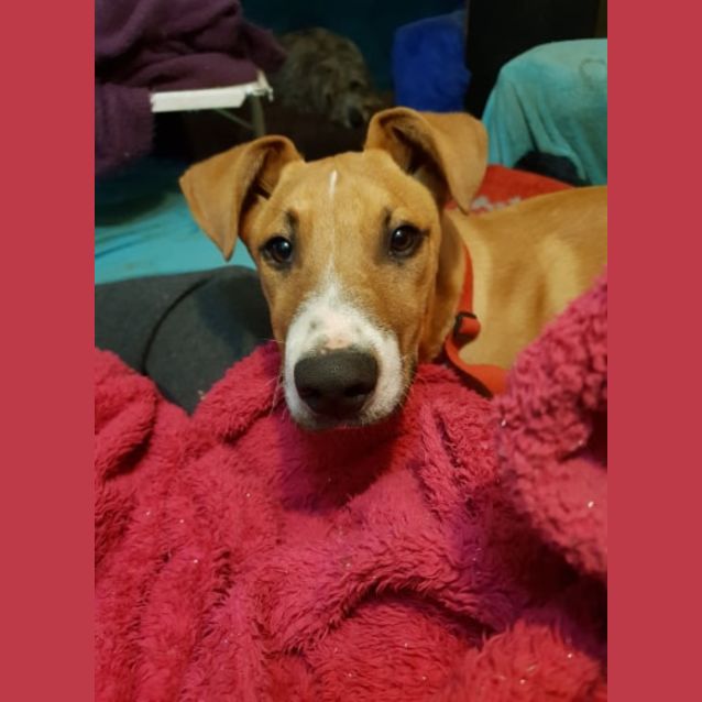 Photo of Chase