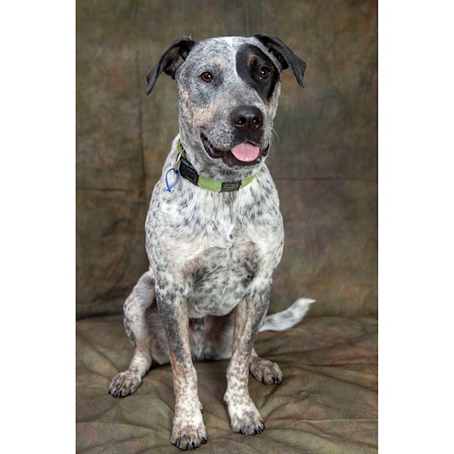 Photo of Jasper ~ 2yo Cattle Dog X (On Trial 21/9/19)