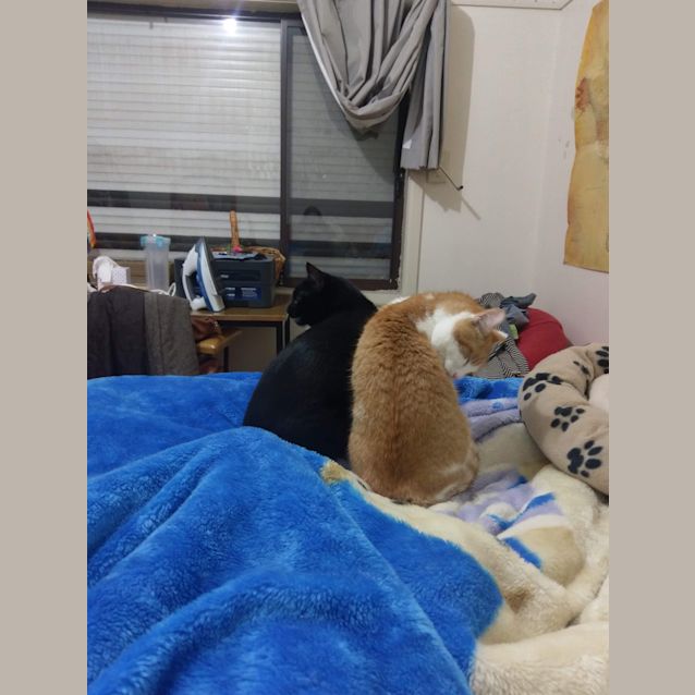 Photo of Castiel   Meet Me At Cat Lounge/Neko Hq Preston