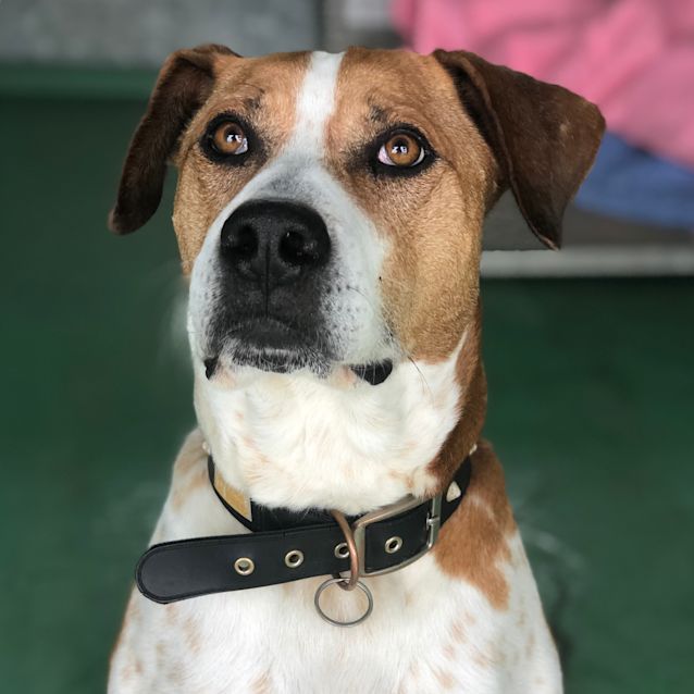 Photo of Chilli   Id 29581