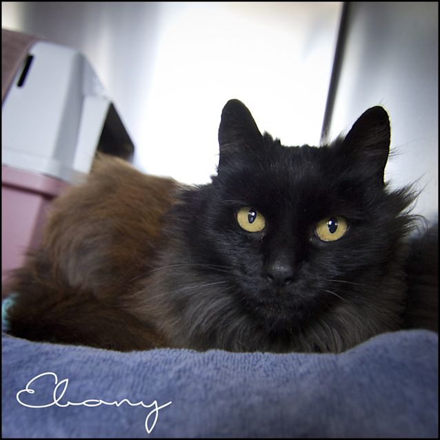 Photo of Ebony