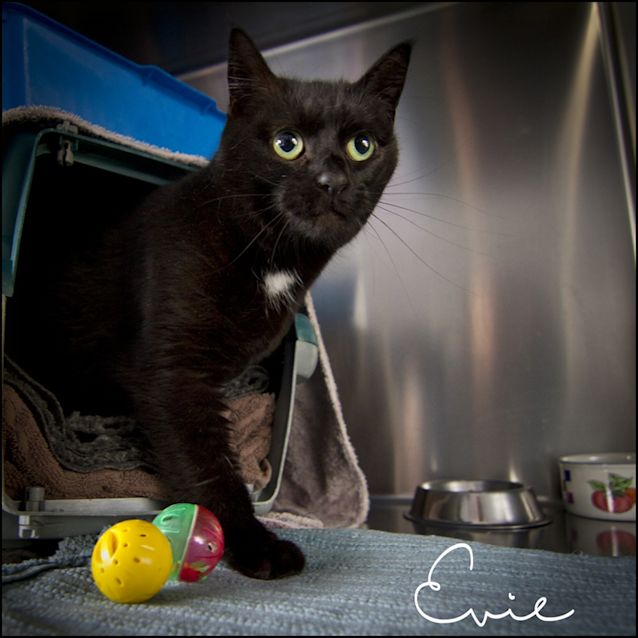 Photo of Evie