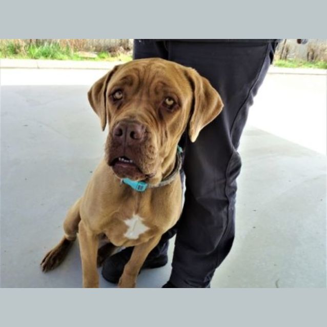 Photo of Rebel