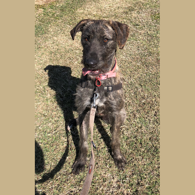 Photo of Ebony