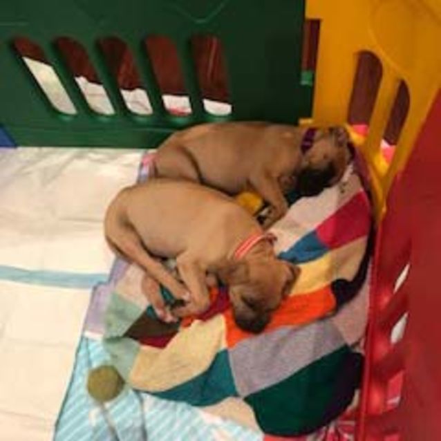 Photo of Tilly ~ Mastiff X Boxer Puppy (On Trial 8/9/18)