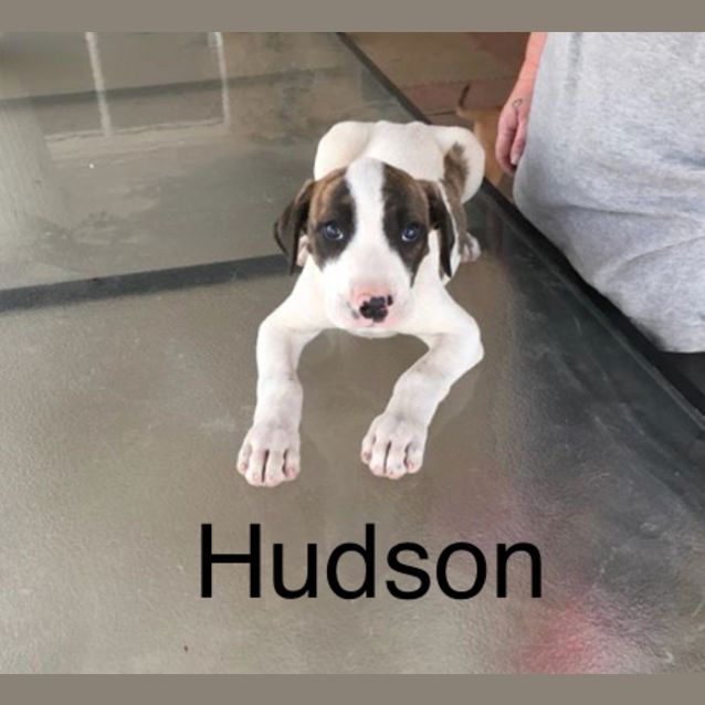 Photo of Hudson