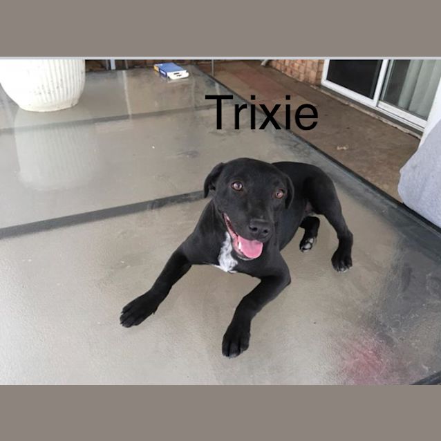 Photo of Trixie