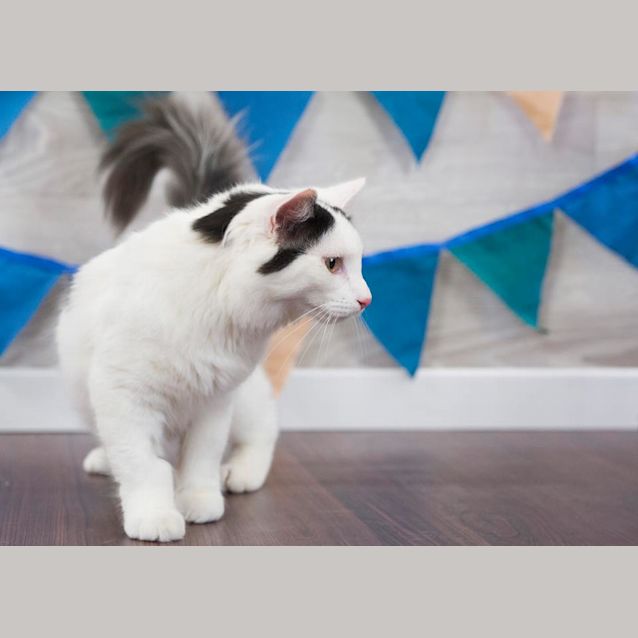Photo of Kiwi