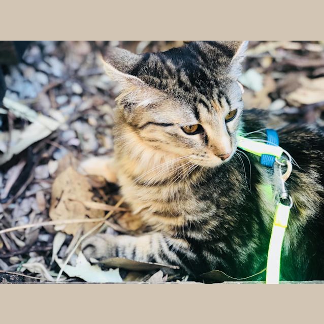 Photo of Lilly